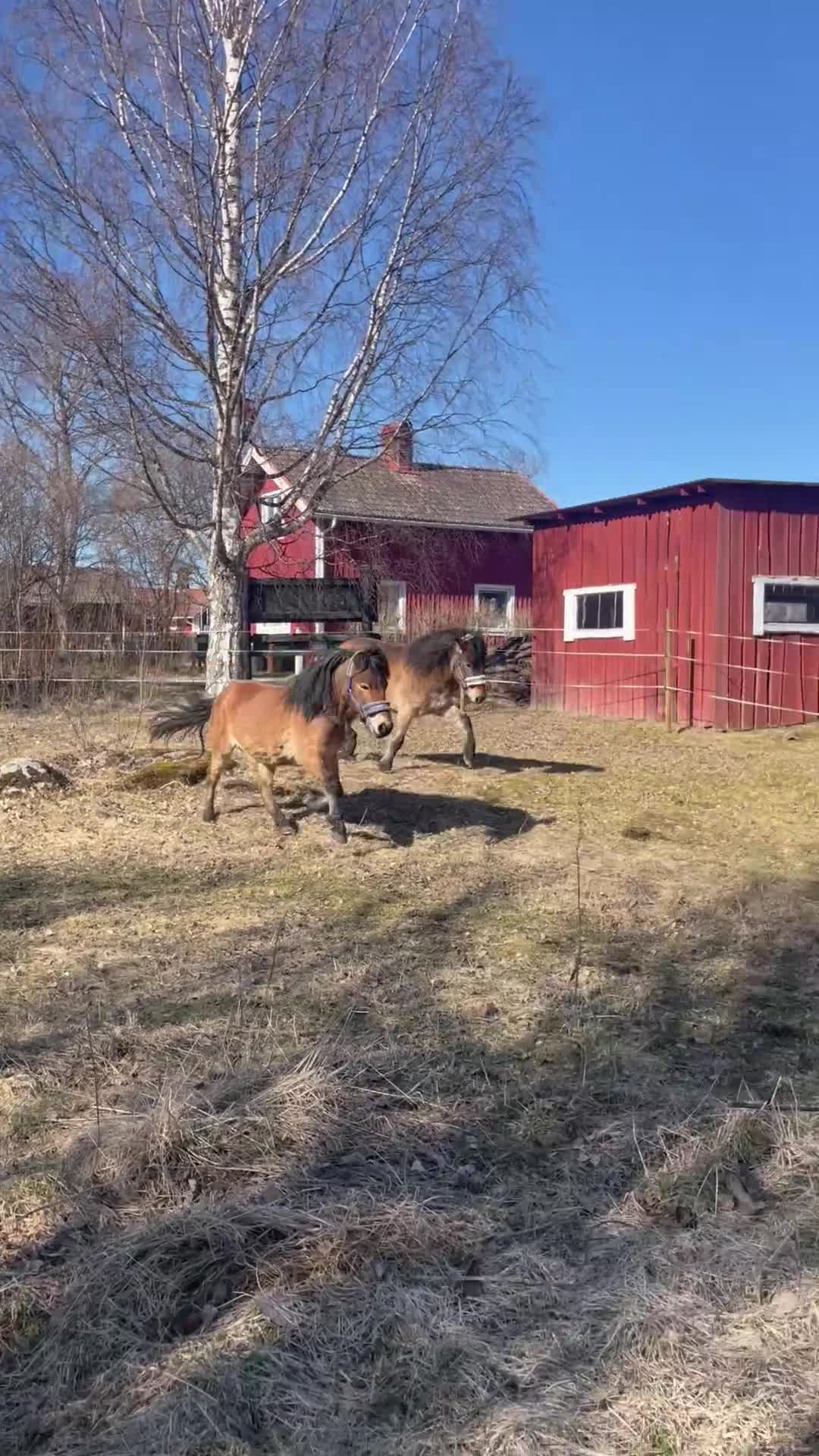 Trav hästar till salu: Bästa vän att forma själv - Video 1