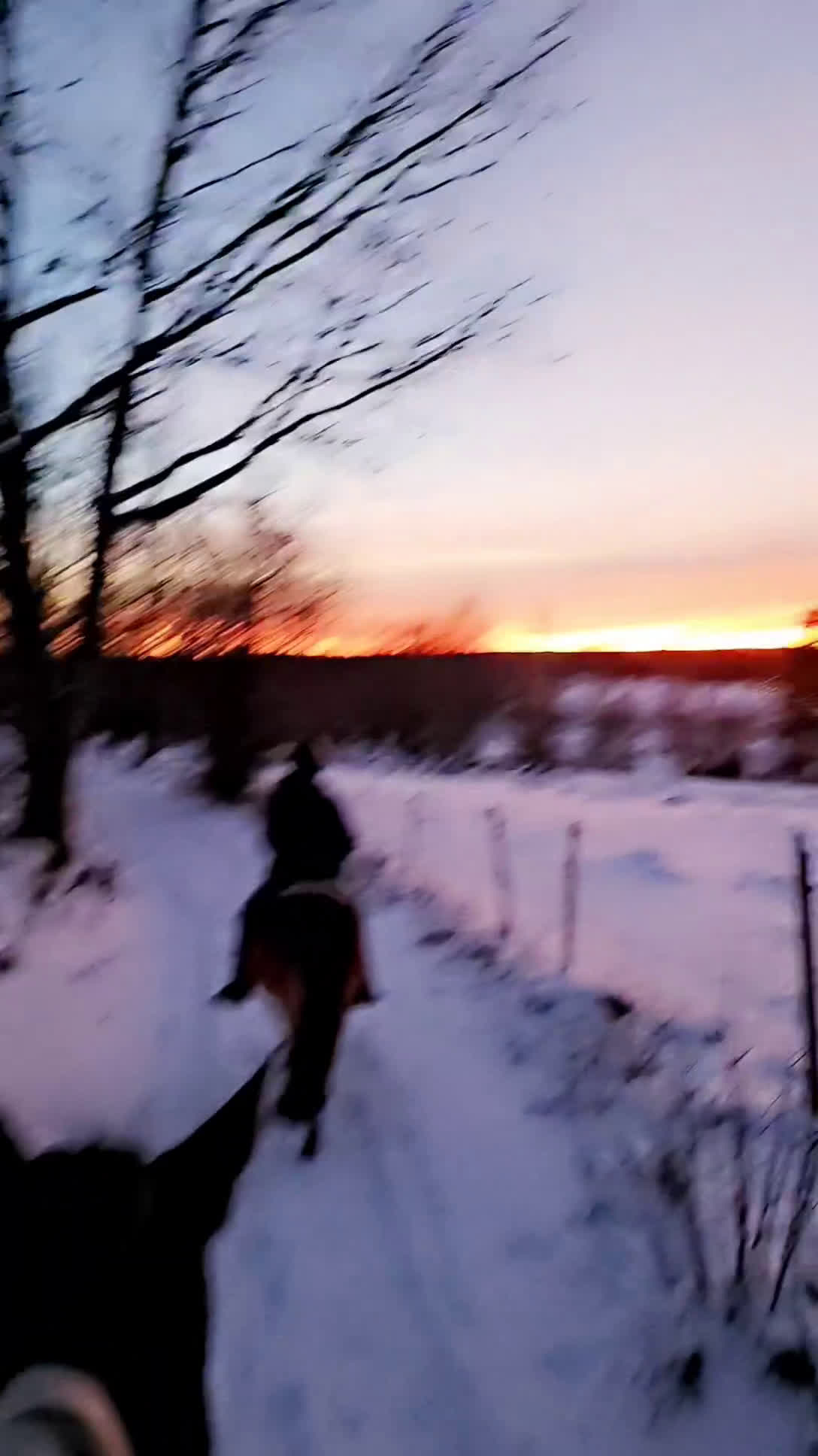 Allround hästar till salu: Vackert Sto i Vimmerby - Video 2