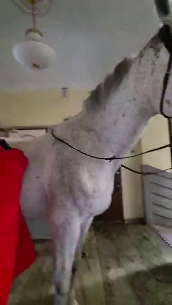 Övrigt hästar till salu: Iögonfallande bästis söker nya äventyr i Märsta - Video 1