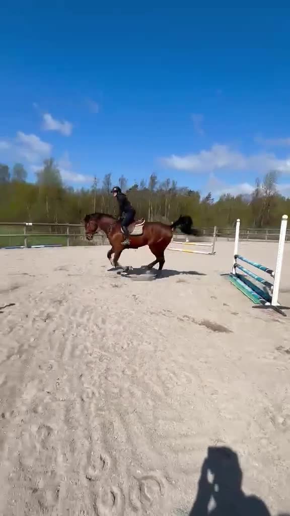 Hoppning hästar till salu: Ny film! 5 årigt hoppsto för framtiden  - Video 1