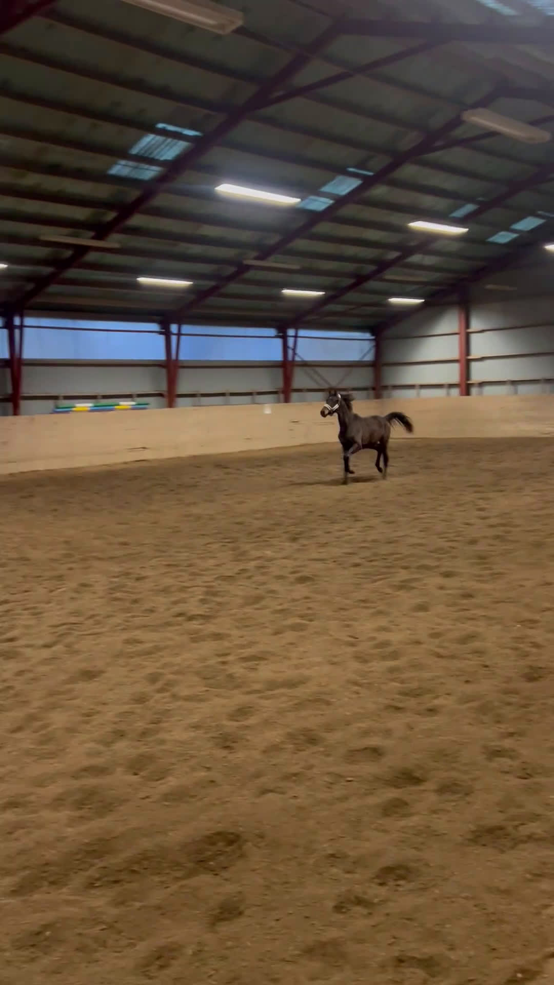 Dressyr hästar till salu: 2-åring med starkt möderne i Höganäs - Video 1