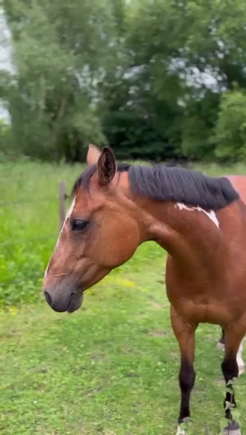 Hoppning hästar till salu: Fantastisk hopponny - Video 1