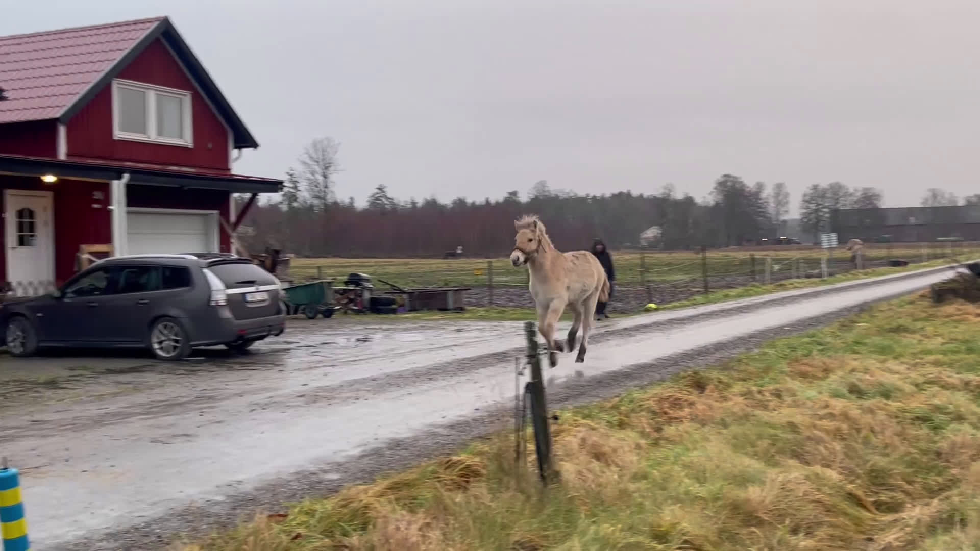 Allround hästar till salu: Rödblackt stoföl född 2 maj  i Trollhättan - Video 2