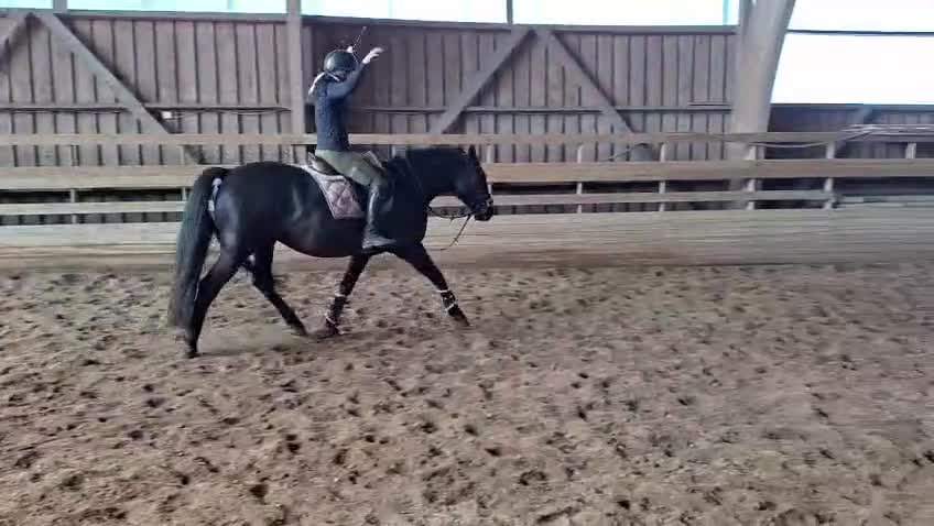 Allround hästar till salu: Häftig valack  i Nybro - Video 4