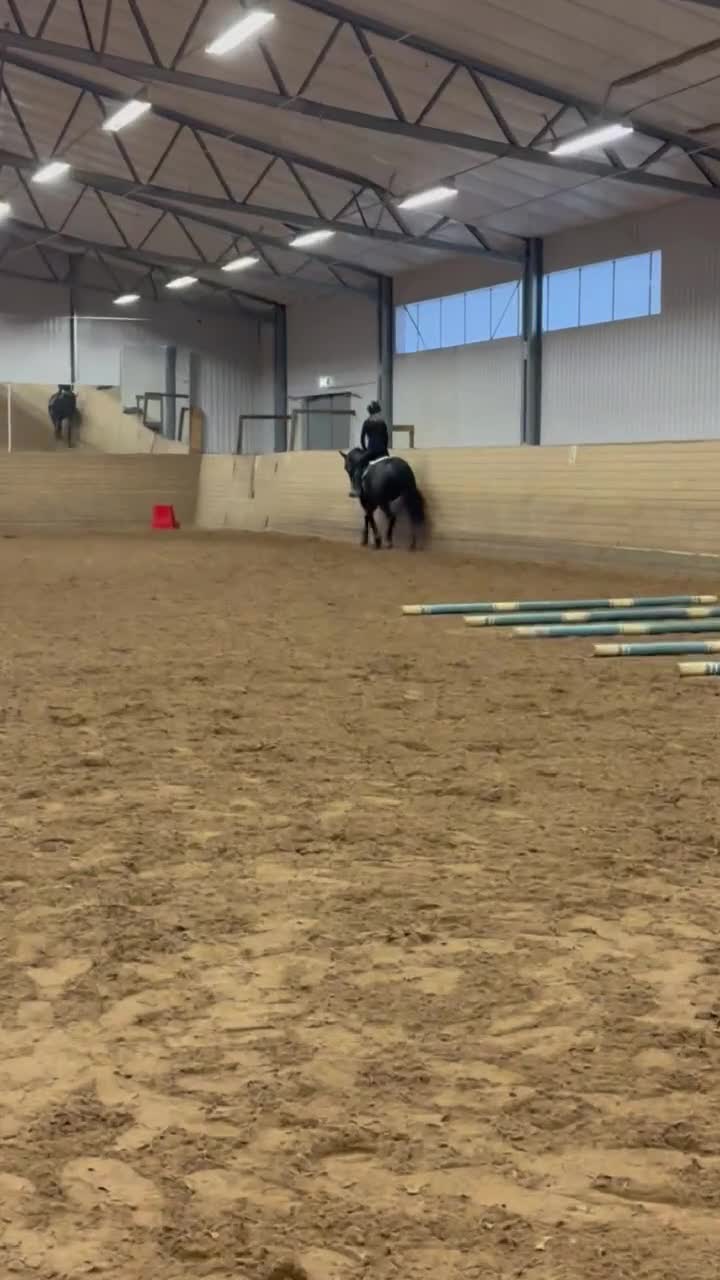 Allround hästar till salu: Trevlig allround valack! - Video 3
