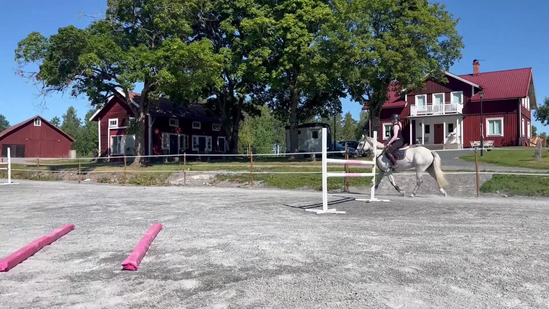 Allround hästar till salu: Superfin klass 1 Connemara  - Video 2