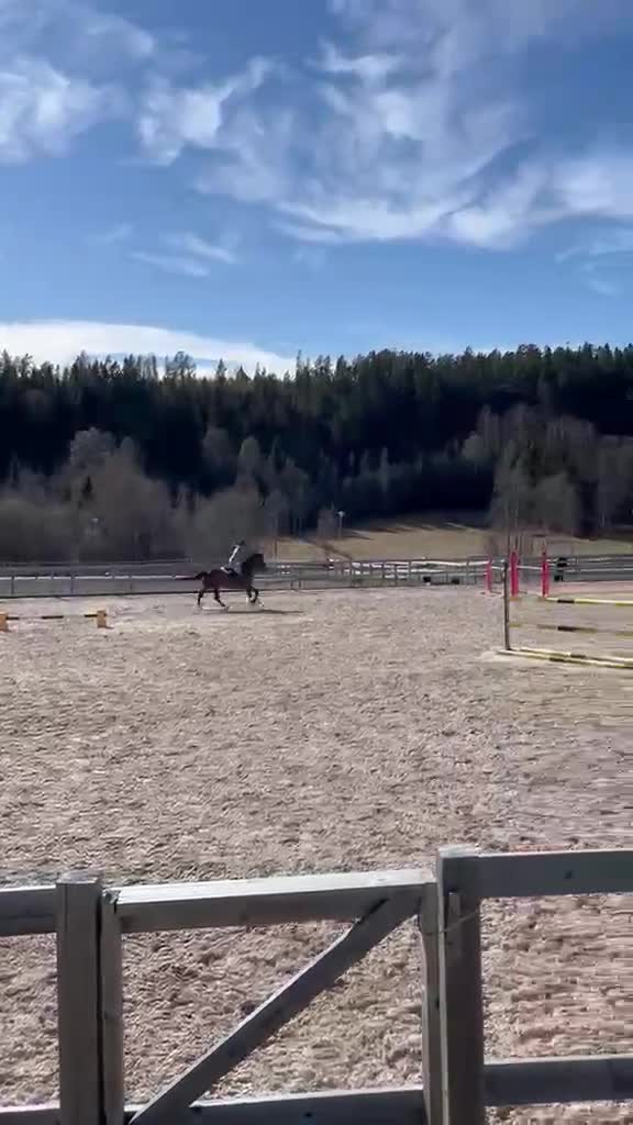 Hoppning hästar till salu: Läromästare och bästa vän - Video 1