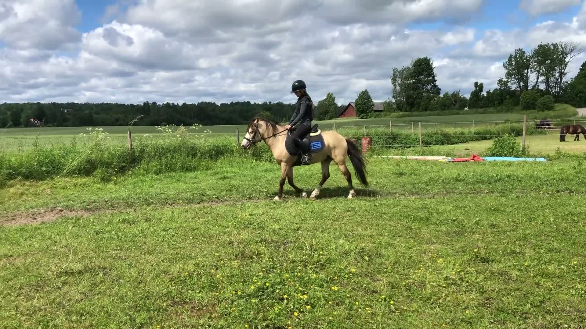 Trav hästar till salu: Blivande storstjärna - Video 2