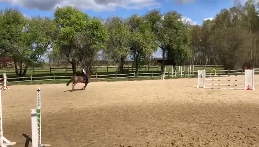 Hoppning hästar till salu: Trevligt sto söker nytt hem - Video 2