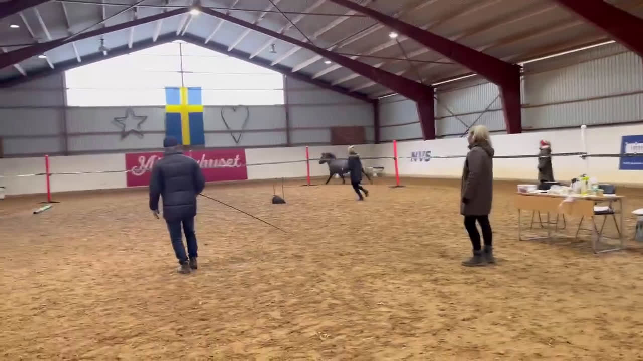 Allround hästar till salu: Vera söker sin stjärna - Video 2