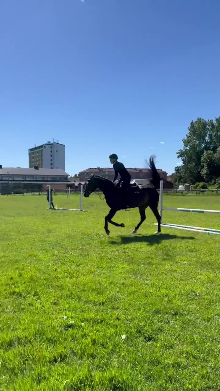 Allround hästar till salu: Nätt och trevligt sto - Video 1