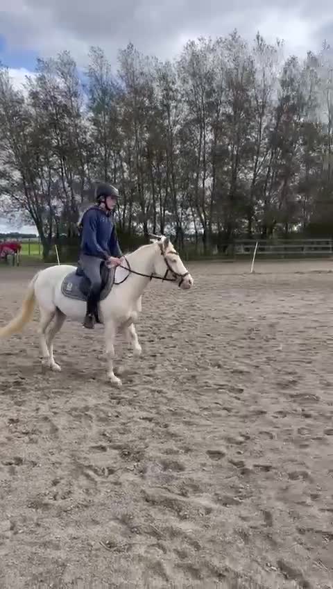 Allround hästar till salu: Lovande ungponny! - Video 1