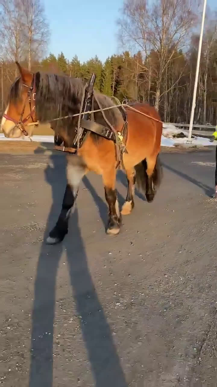 Allround hästar till salu: Gulliver i Österbybruk - Video 1