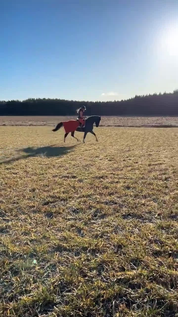  medryttarhäst finnes: Medryttare sökes till två ston. i Märsta - Video 3