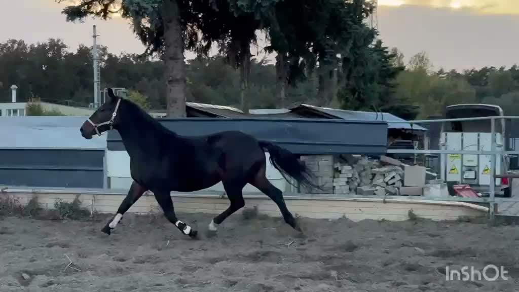 Allround hästar till salu: Amika–5yo.Silesian Warmblood Mare|169cm|Allrounder - Video 2