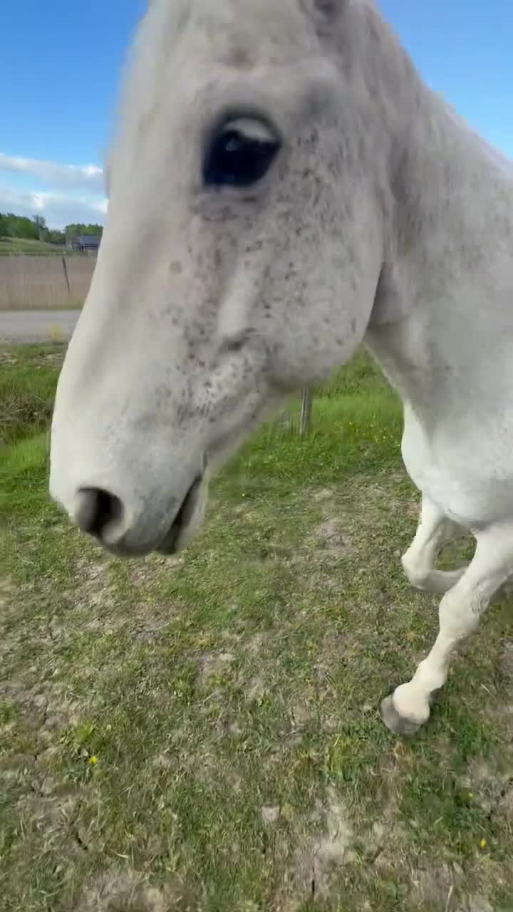 Sällskap hästar till salu: Vår ögonsten letar efter ett nytt 🏠 - Video 2