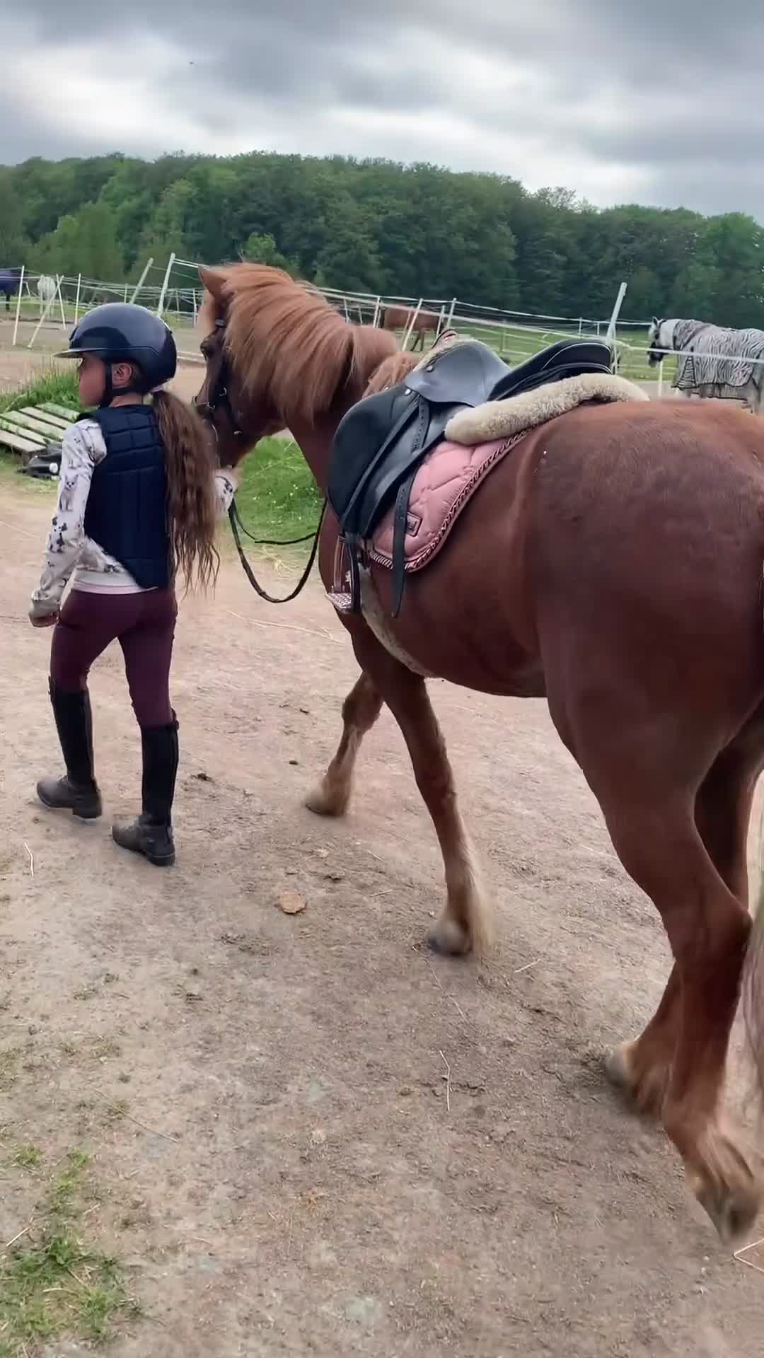 Allround hästar till salu: En riktig bästis  - Video 1