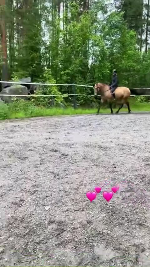 Dressyr hästar till salu: söt D-Ponny  i Bureå - Video 2