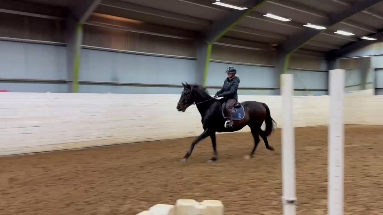 Hoppning hästar till salu: Framtidshäst -21 - Video 1