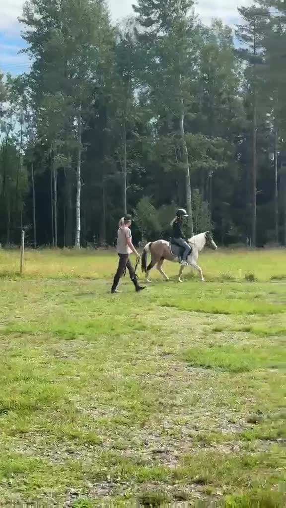 Allround hästar till salu: Fin formbar B-ponny till salu  i Nora - Video 1