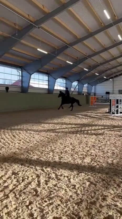 Hoppning hästar till salu: Lovande D-ponny med hjärta och potential 🌟 - Video 3