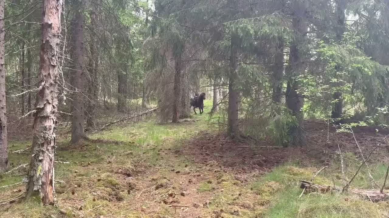 Island hästar till salu: Vackert sto i Ryssby - Video 1