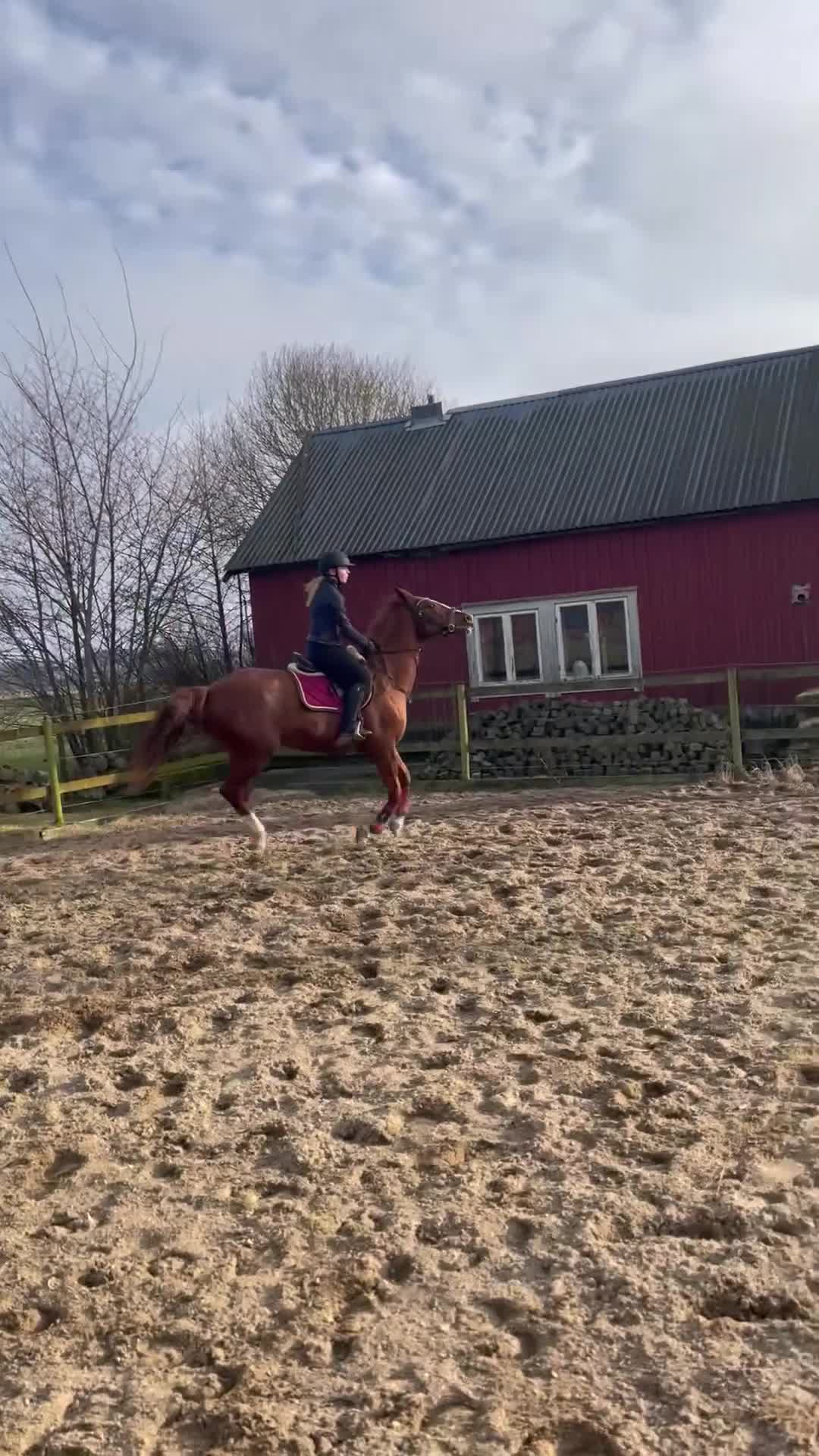 Hoppning hästar till salu: Fint hoppsto - Video 2
