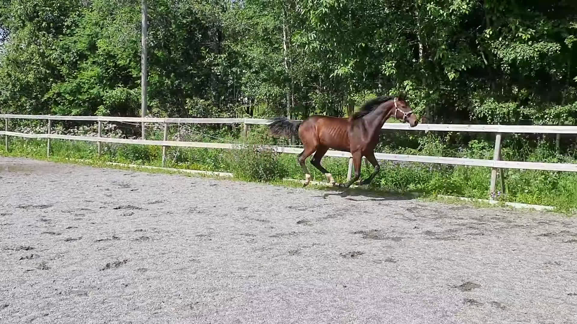 Dressyr hästar till salu: Ettåring för dressyr med trevlig mekanik i Aspås - Video 2