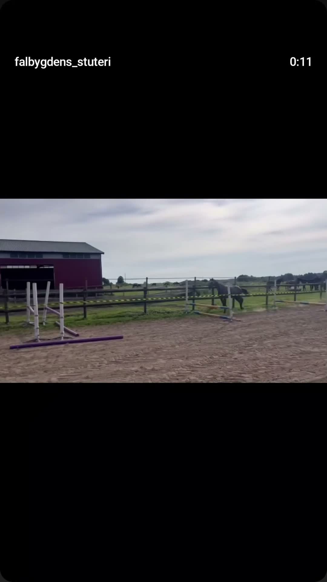 Fälttävlan hästar till salu: Gambino CAKE 2år - Video 1
