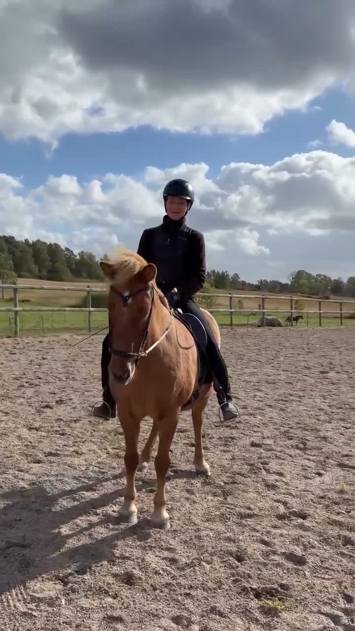 Island hästar till salu: Fritidshäst/Familjehäst  - Video 1