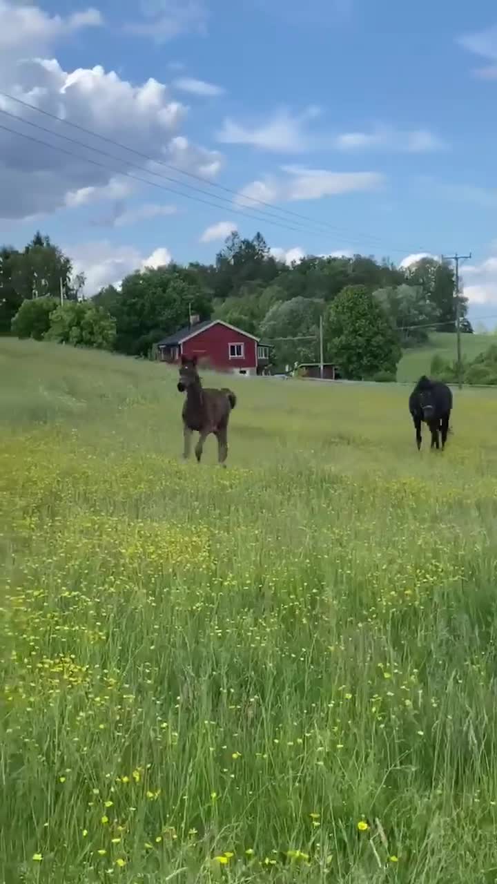 Dressyr hästar till salu: 2-årigt sto efter Racoon - Video 1