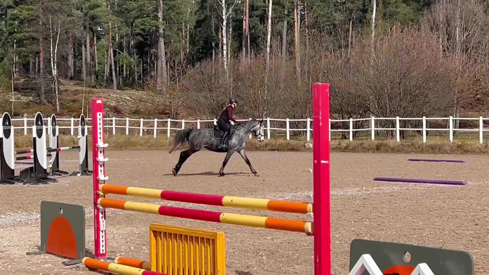 Hoppning hästar till salu: Ett Sto som syns i mängden - Video 3