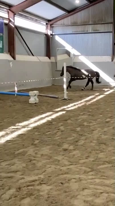 Allround hästar till salu: Stackarps Delphi i Vagnhärad - Video 4