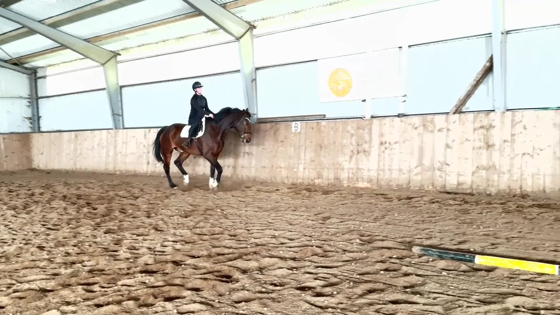 Allround hästar till salu: Valack - 2021 e.Heartbeat-Looping - Video 3