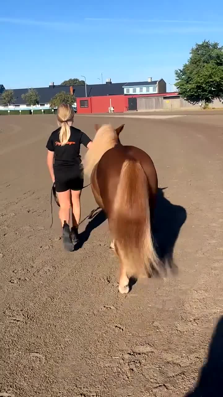 Allround hästar till salu: 5 års valack - Video 1