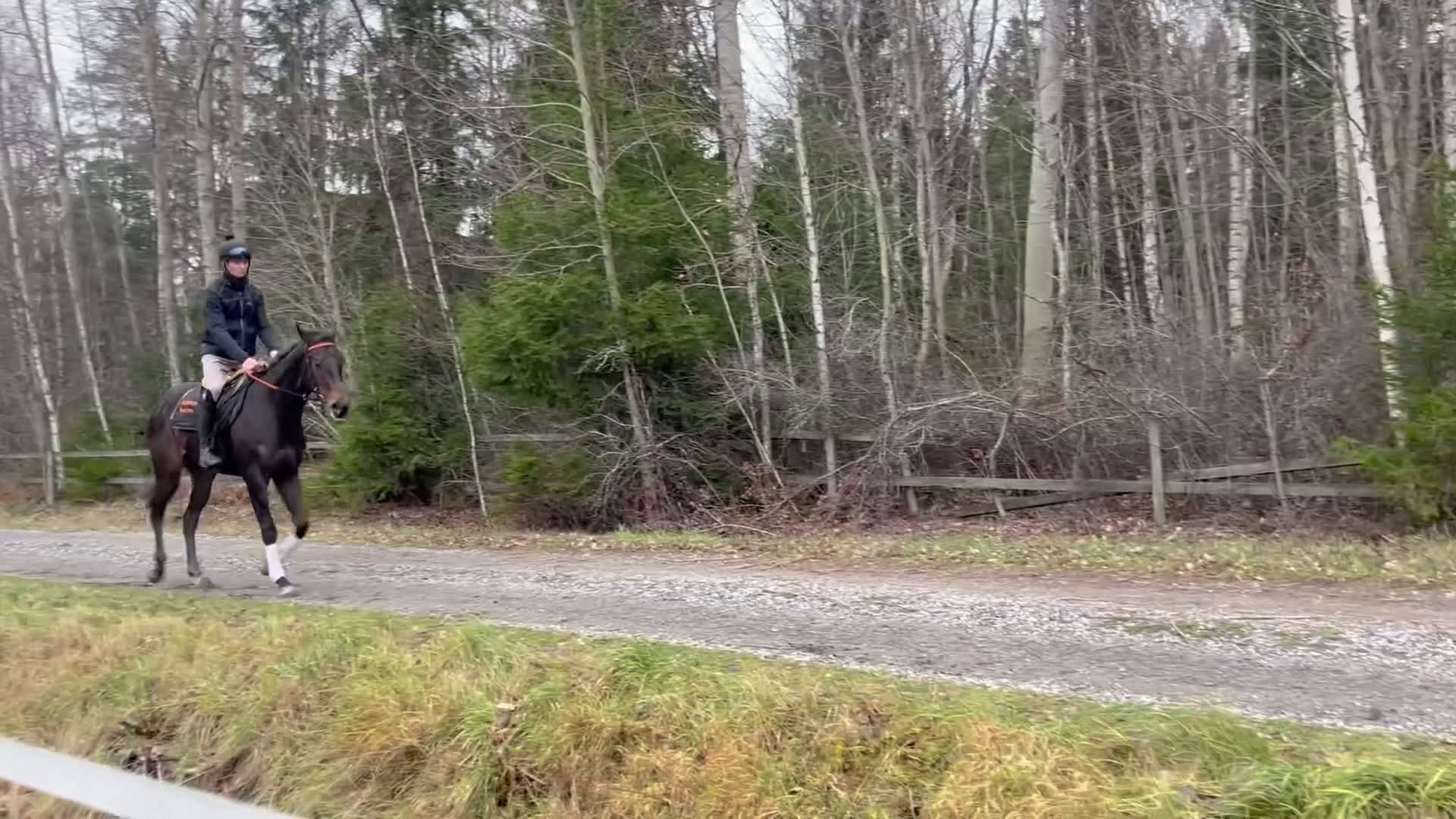 Allround hästar till salu: Högrest fullblod med stor potential i Bro - Video 1