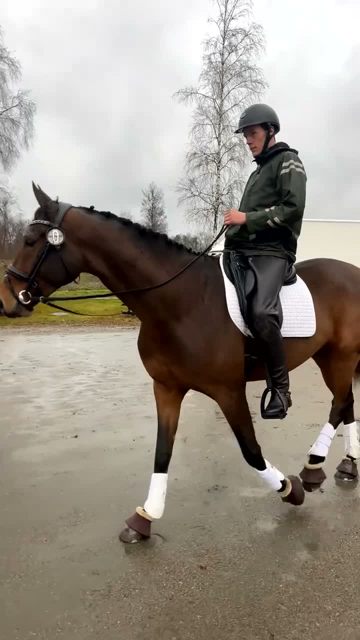 Dressyr hästar till salu: Fin dressyrhäst som sticker ut i Fristad - Video 1