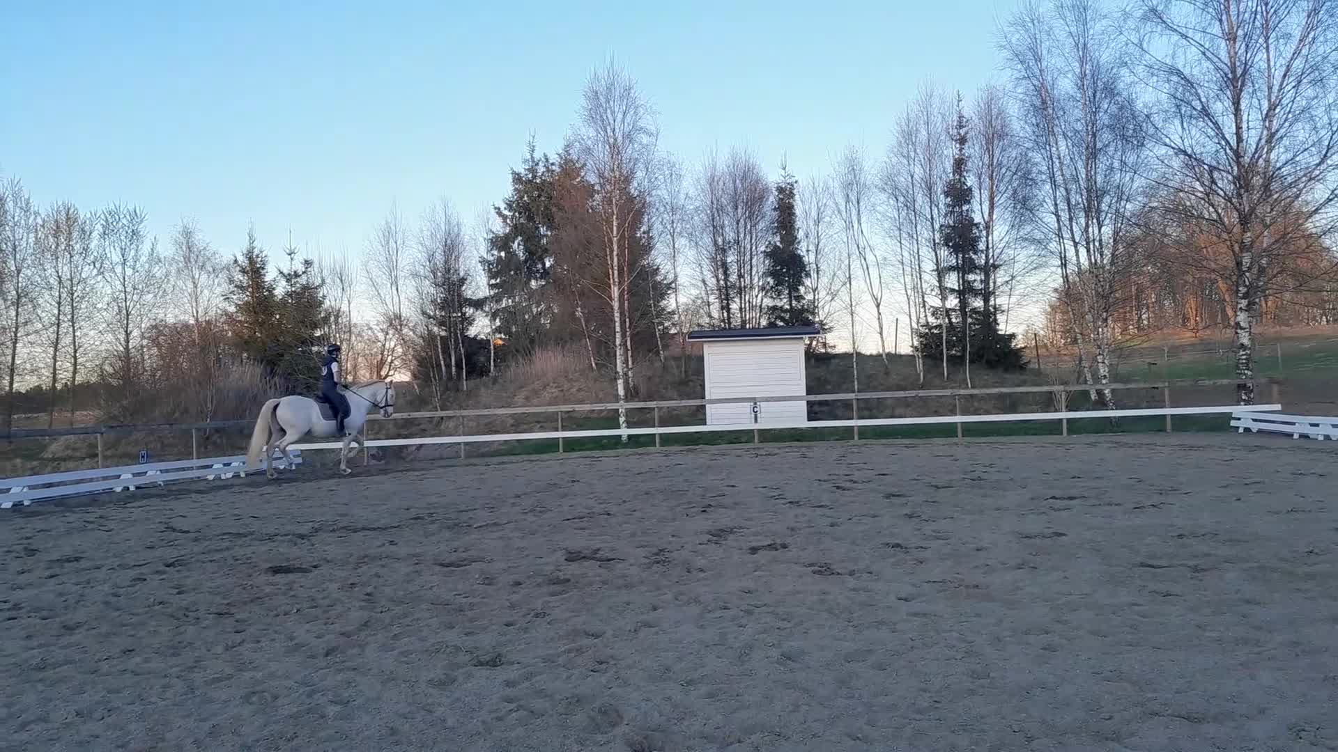 Övrigt hästar till salu: Vänlig PRE valack! - Video 1