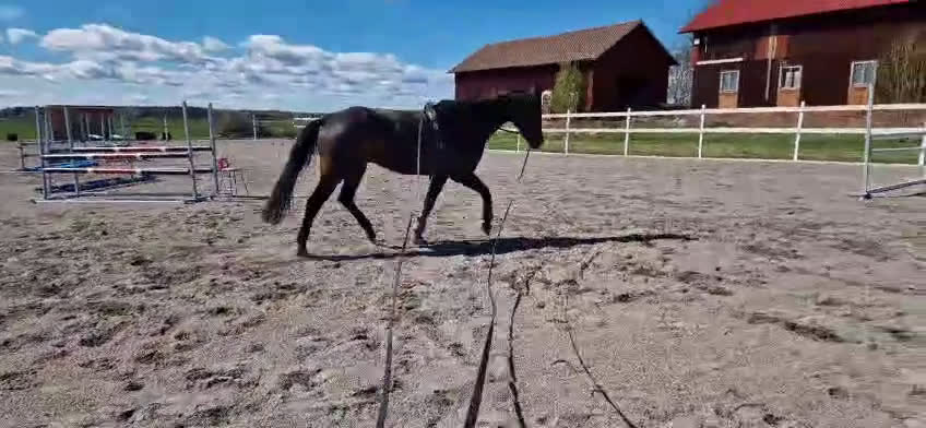Avel hästar till salu: Sto för avel i Köping - Video 4
