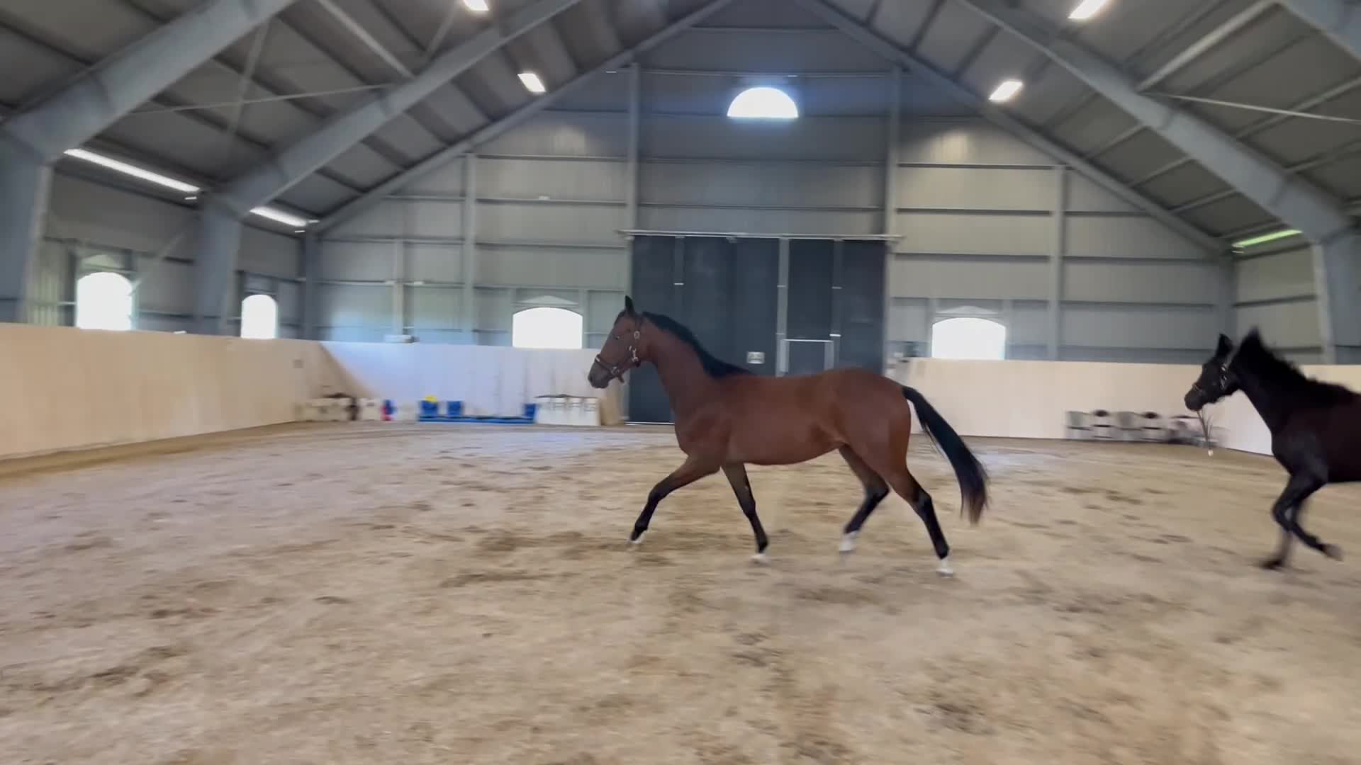 Dressyr hästar till salu: Jättefin valack - Video 3