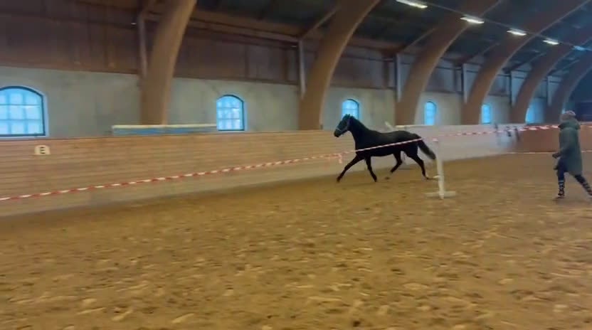 Dressyr hästar till salu: Snygg unghäst e.Jameson RS2  i Vadstena - Video 2