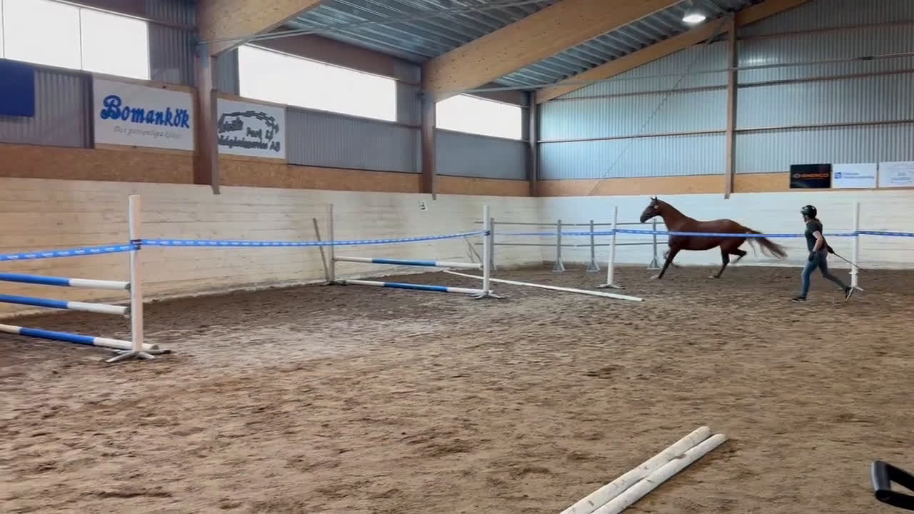 Dressyr hästar till salu: Underbar 4 åring söker nytt hem🌟 - Video 2