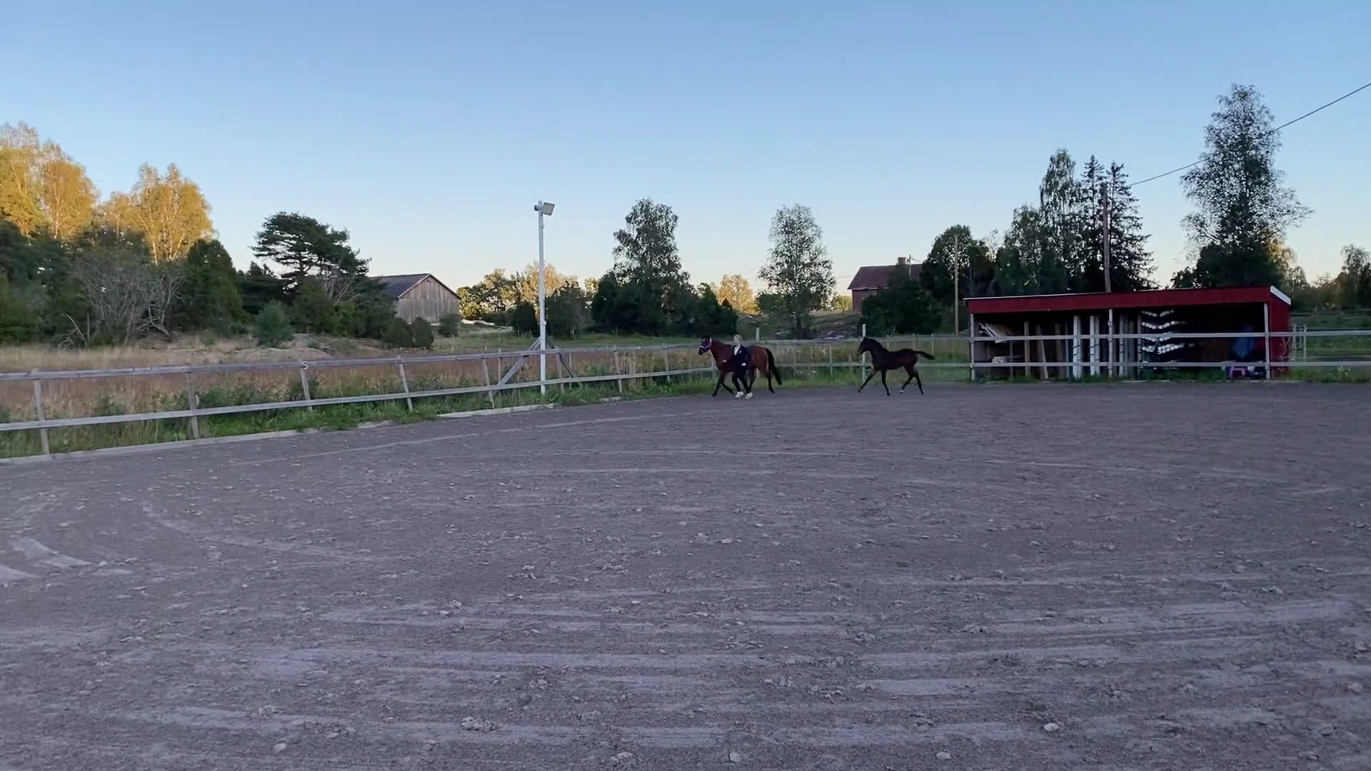 Fälttävlan hästar till salu: Hingstföl efter Converse All Star, A1 försäkrad i Alunda - Video 2