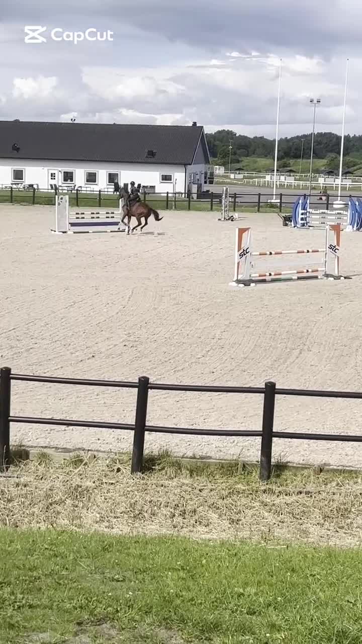 Hoppning hästar till salu: Allan söker sin bästa vän - Video 2