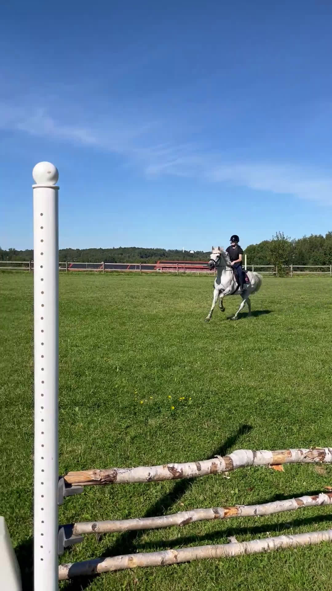 Allround hästar till salu: Bästa vän säljes - Video 2