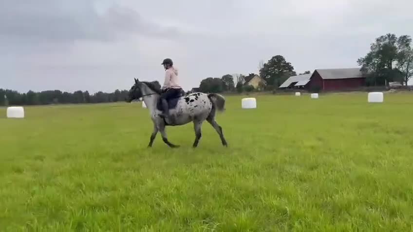 Allround hästar till salu: Vackert sto som passar för de flesta grenar - Video 3