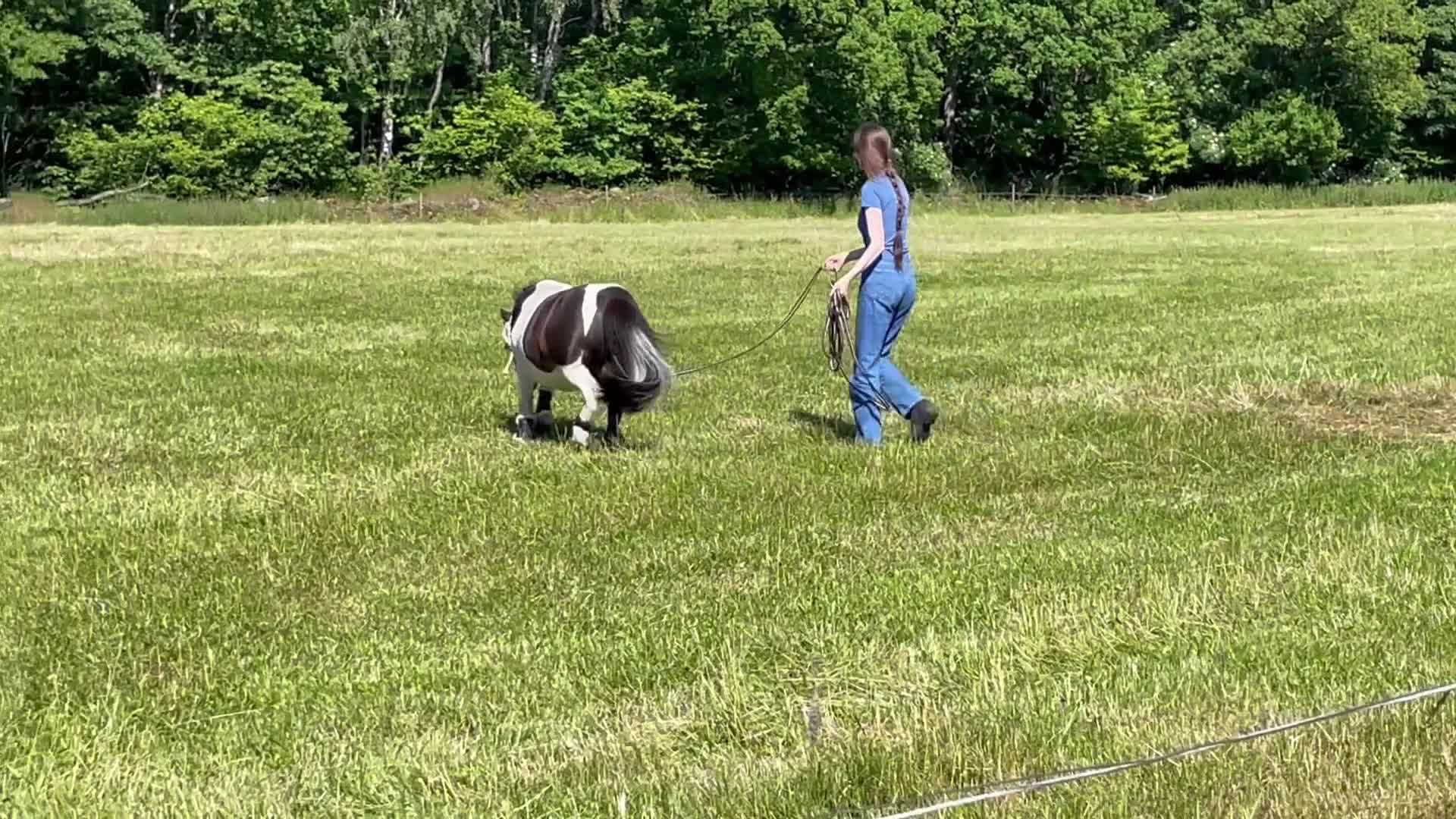 Allround hästar till salu: Inkörd och välhanterad shettis söker nytt hem - Video 2