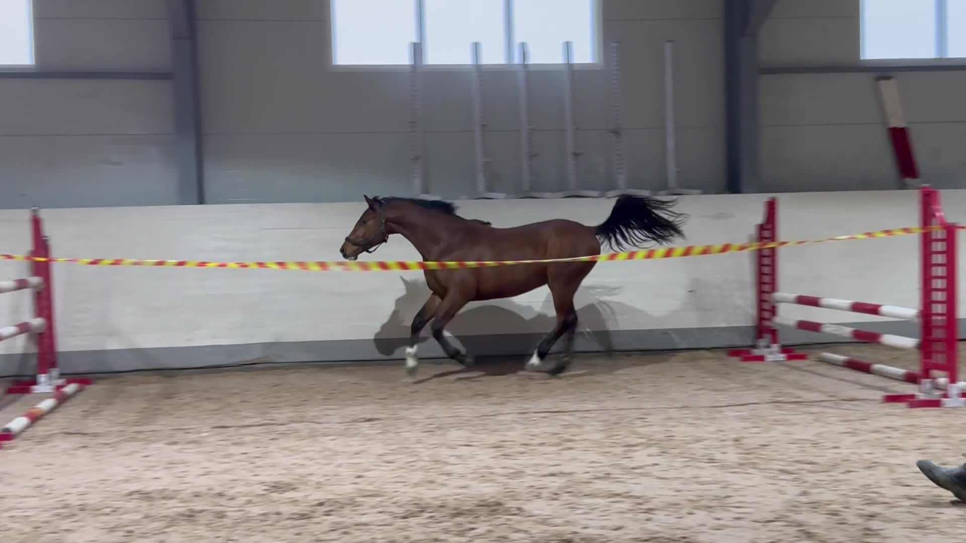 Hoppning hästar till salu: 3åring e: Vinnio II W Z - Diamant de Semilly - Video 1