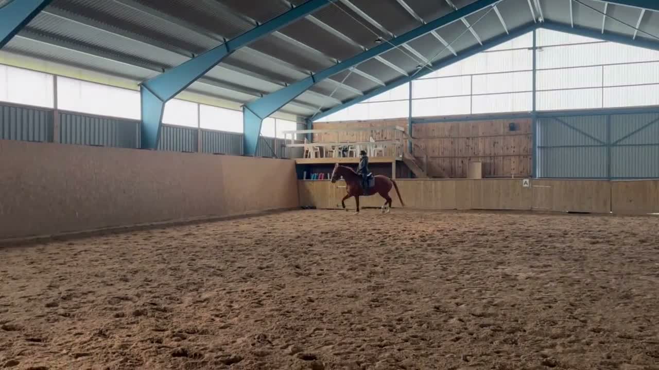 Dressyr hästar till salu: Dressyrsto med topstam - Video 2