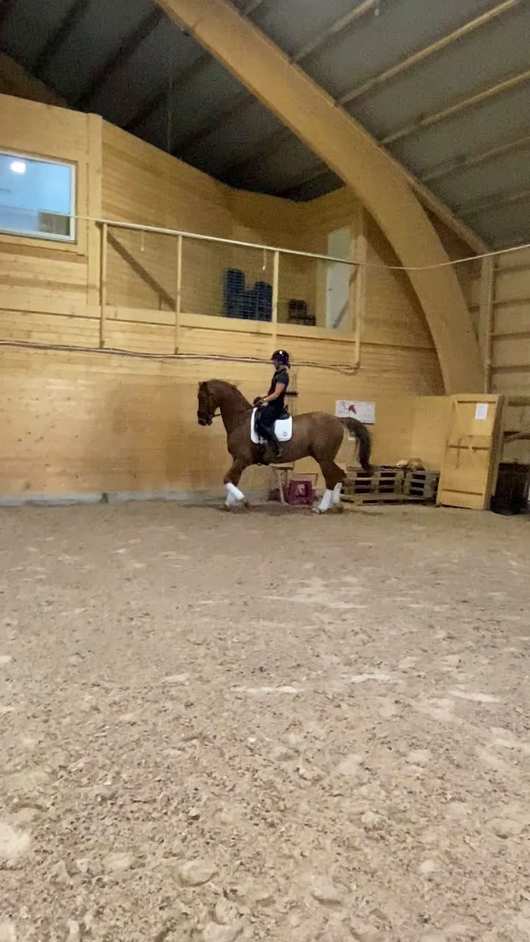 Dressyr hästar till salu: Läromästare U25 GP-häst med mästerskapsmeriter i Uppsala - Video 1